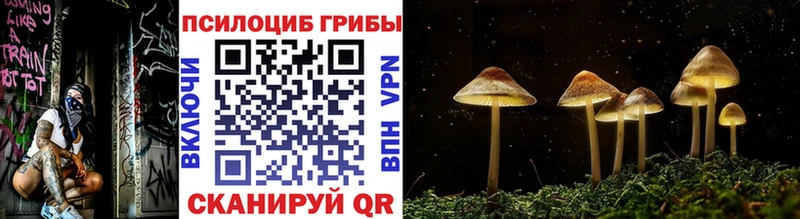 Псилоцибиновые грибы мицелий  даркнет сайт  blacksprut ССЫЛКА  Кашин 